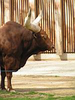 Watusi - Bos taurus (cla Mammiferes) (ord Artiodactyles) (fam Bovides) (04)